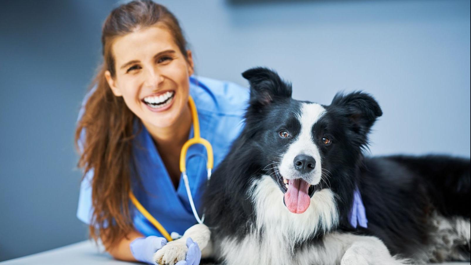 Happy vet with black and white dog photo